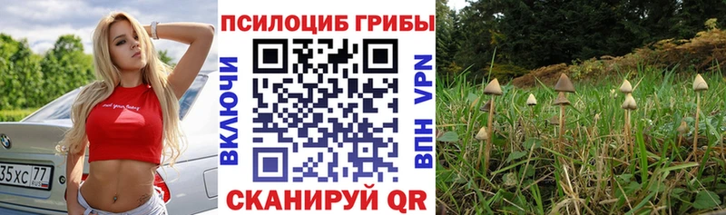 OMG tor  купить наркоту  Дмитров  Псилоцибиновые грибы Psilocybine cubensis 
