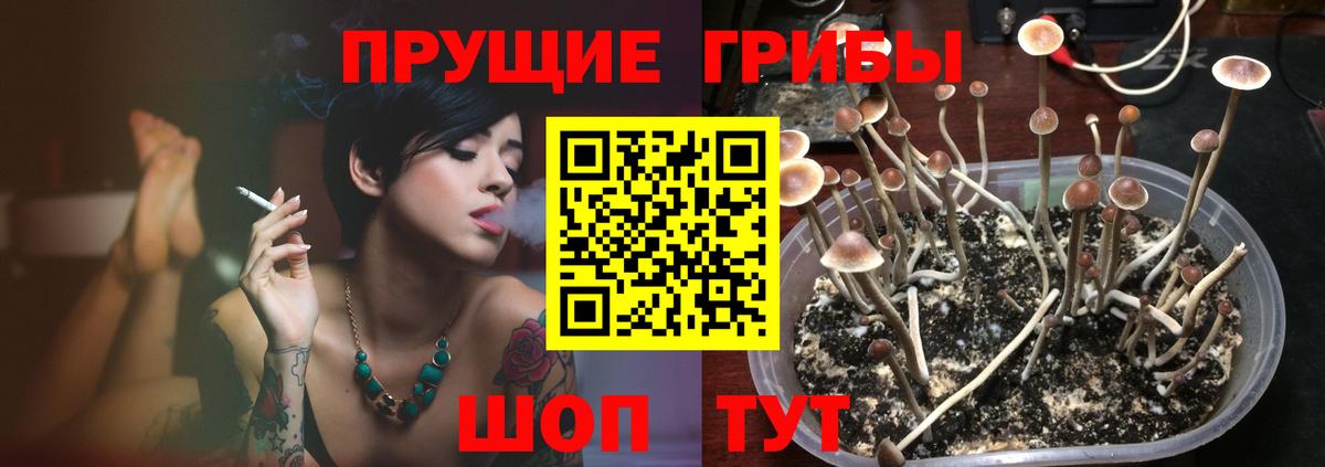 Дмитров  Галлюциногенные грибы мухоморы  купить наркотик  Вход с VPN  Галлюциногенные грибы Psilocybe 